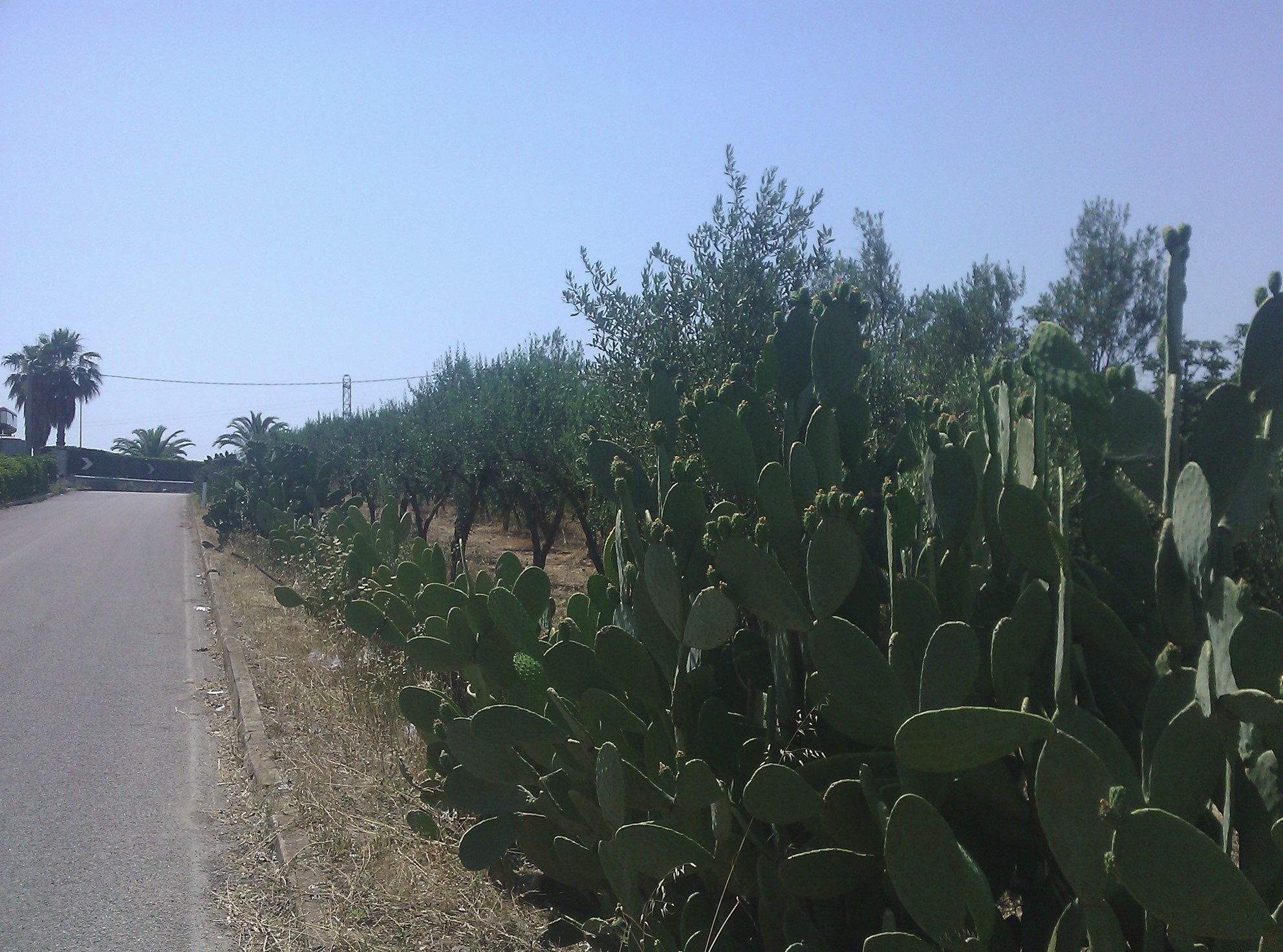 Cactus on the road side