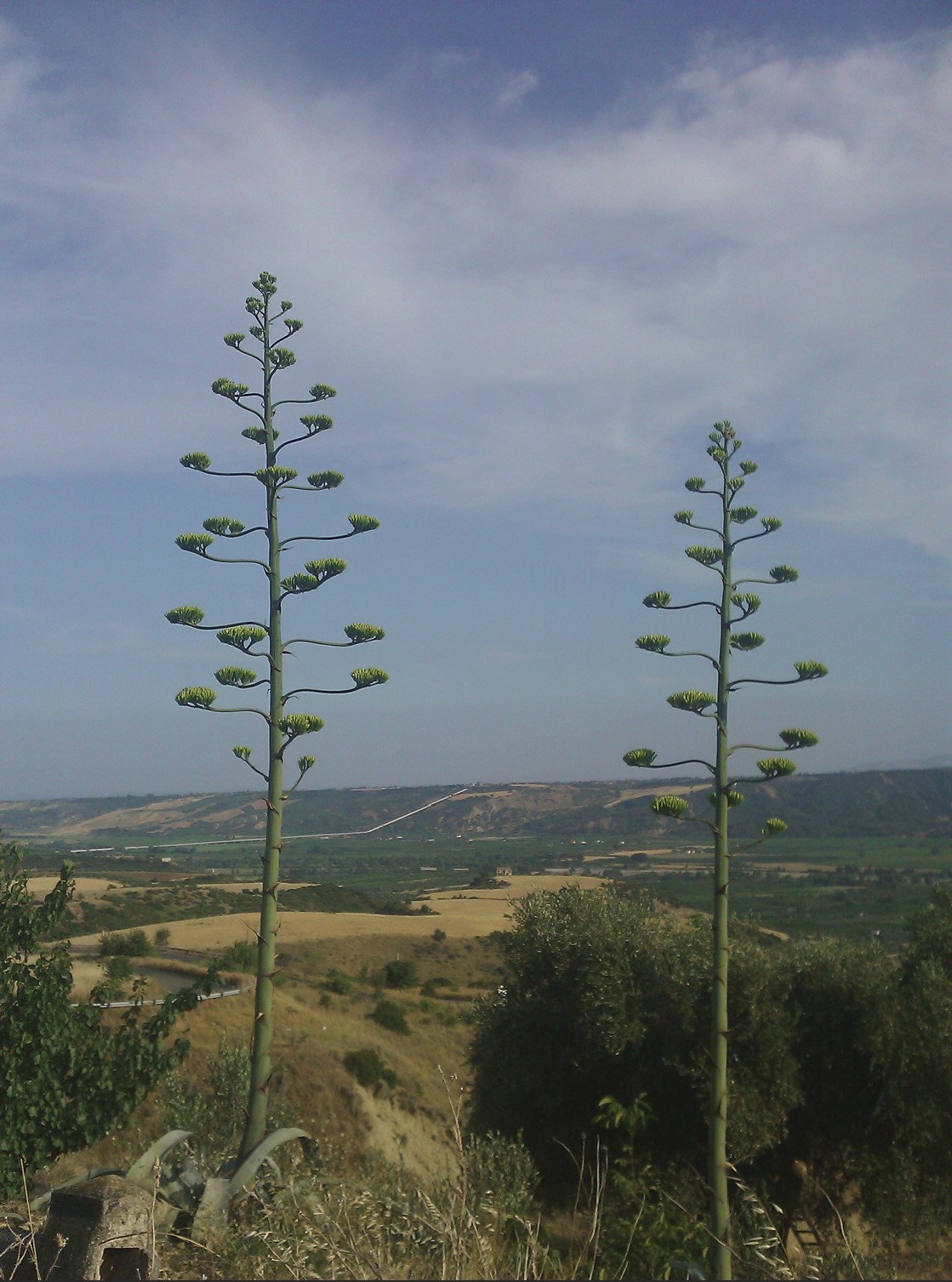 montalbano2.jpg