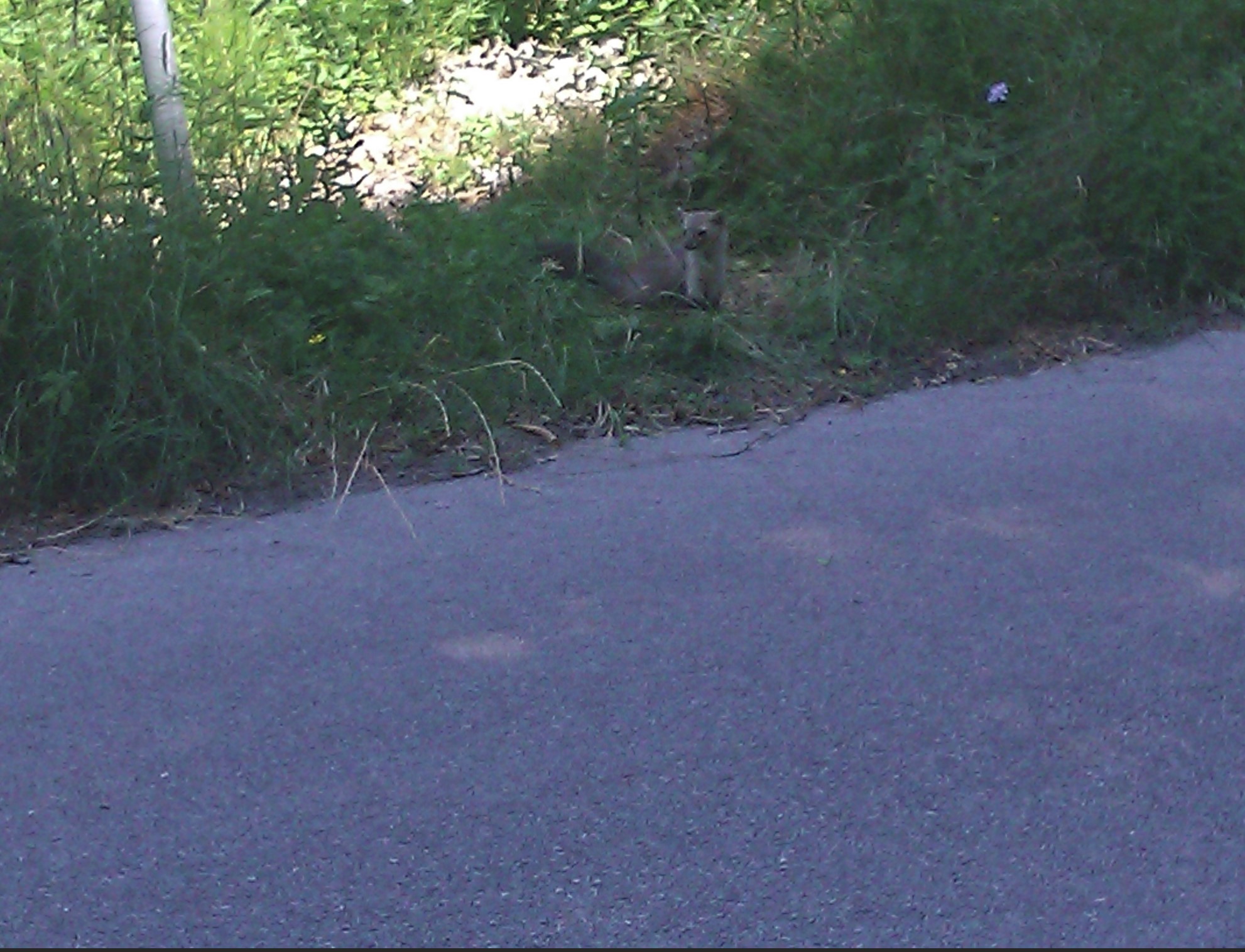 Rodents