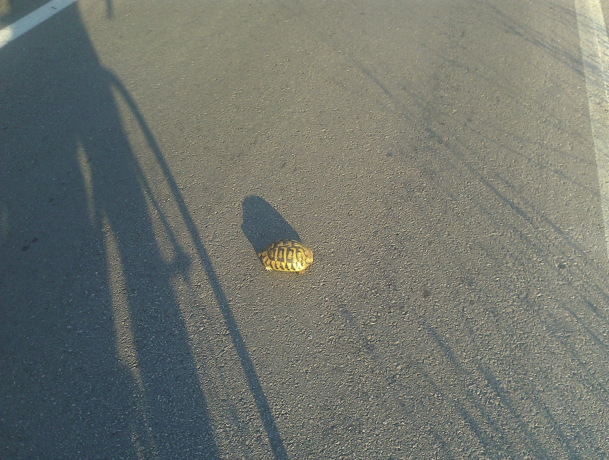 Crossing traffic