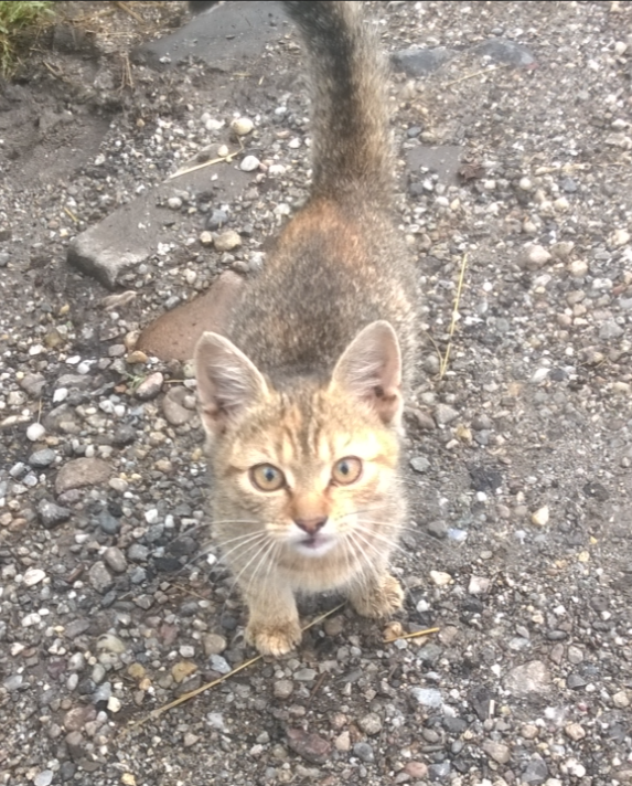 cat