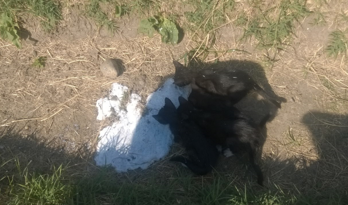5 cats.PNG