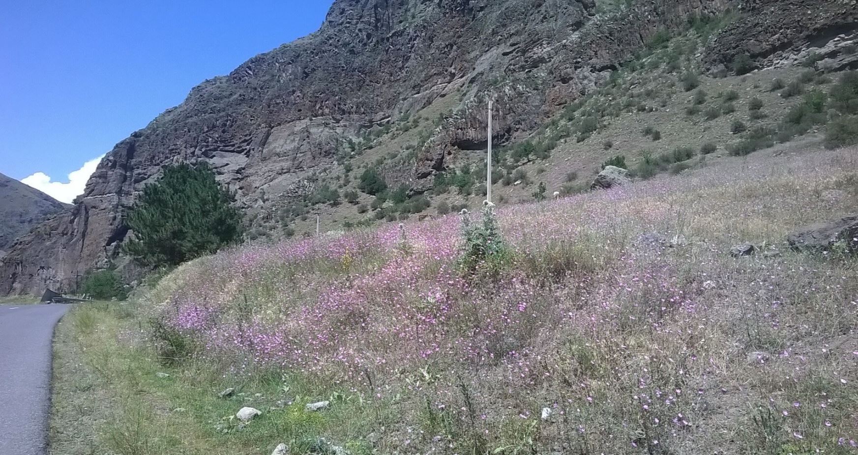 Blumen.JPG