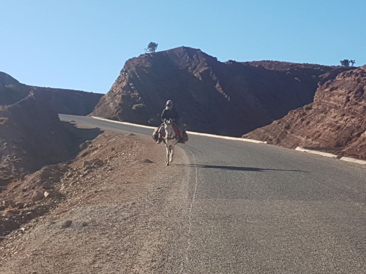 Horse