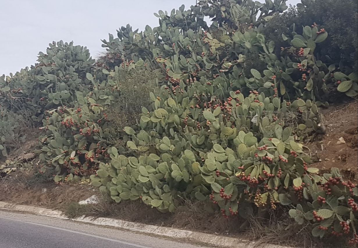 Cactus2.JPG