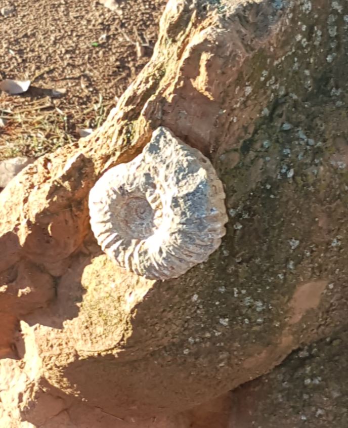 Fossil.JPG