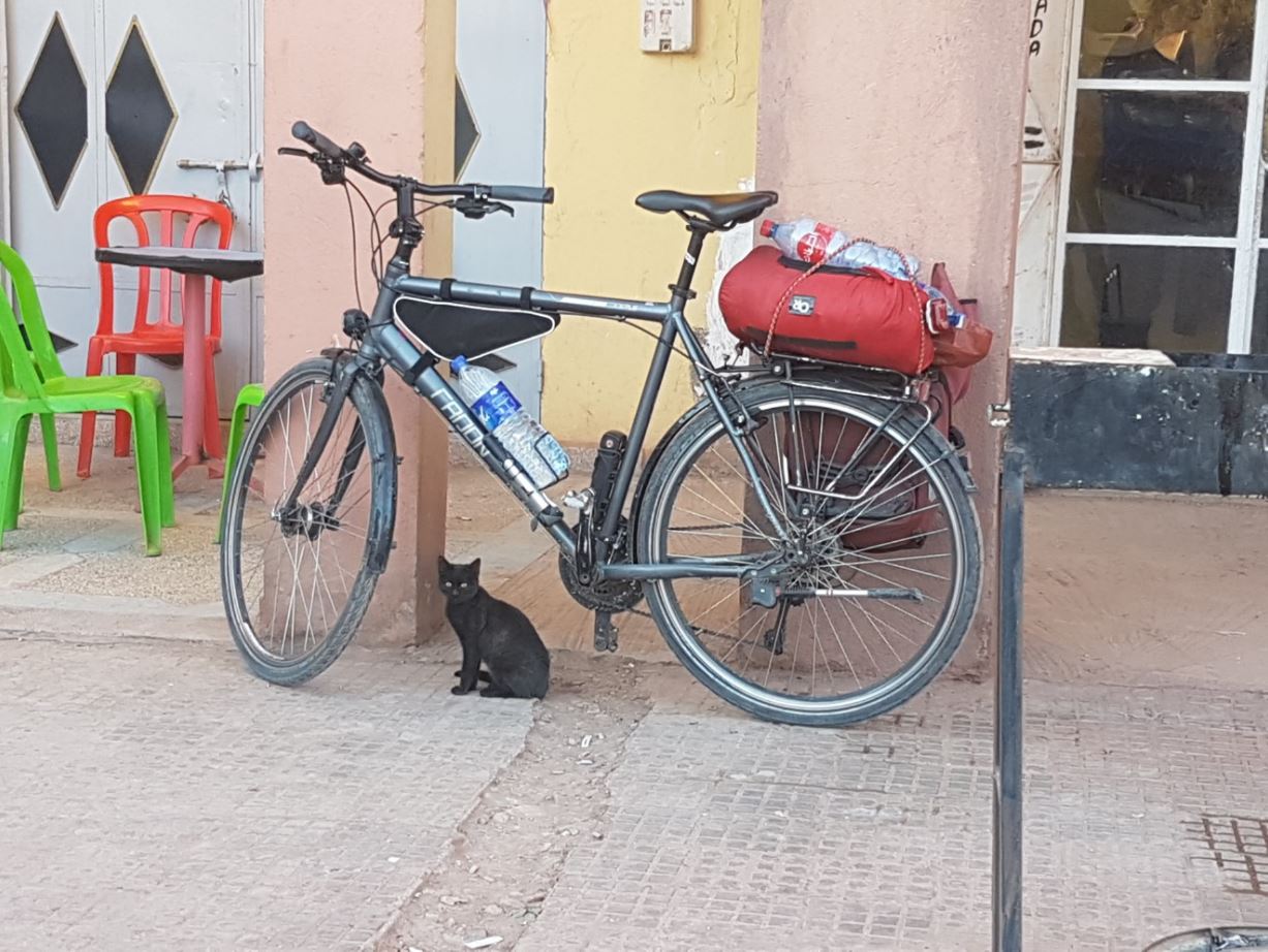 Cat
