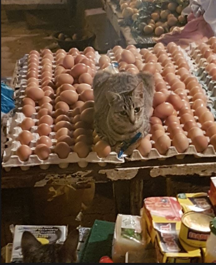 Cat chicken.JPG