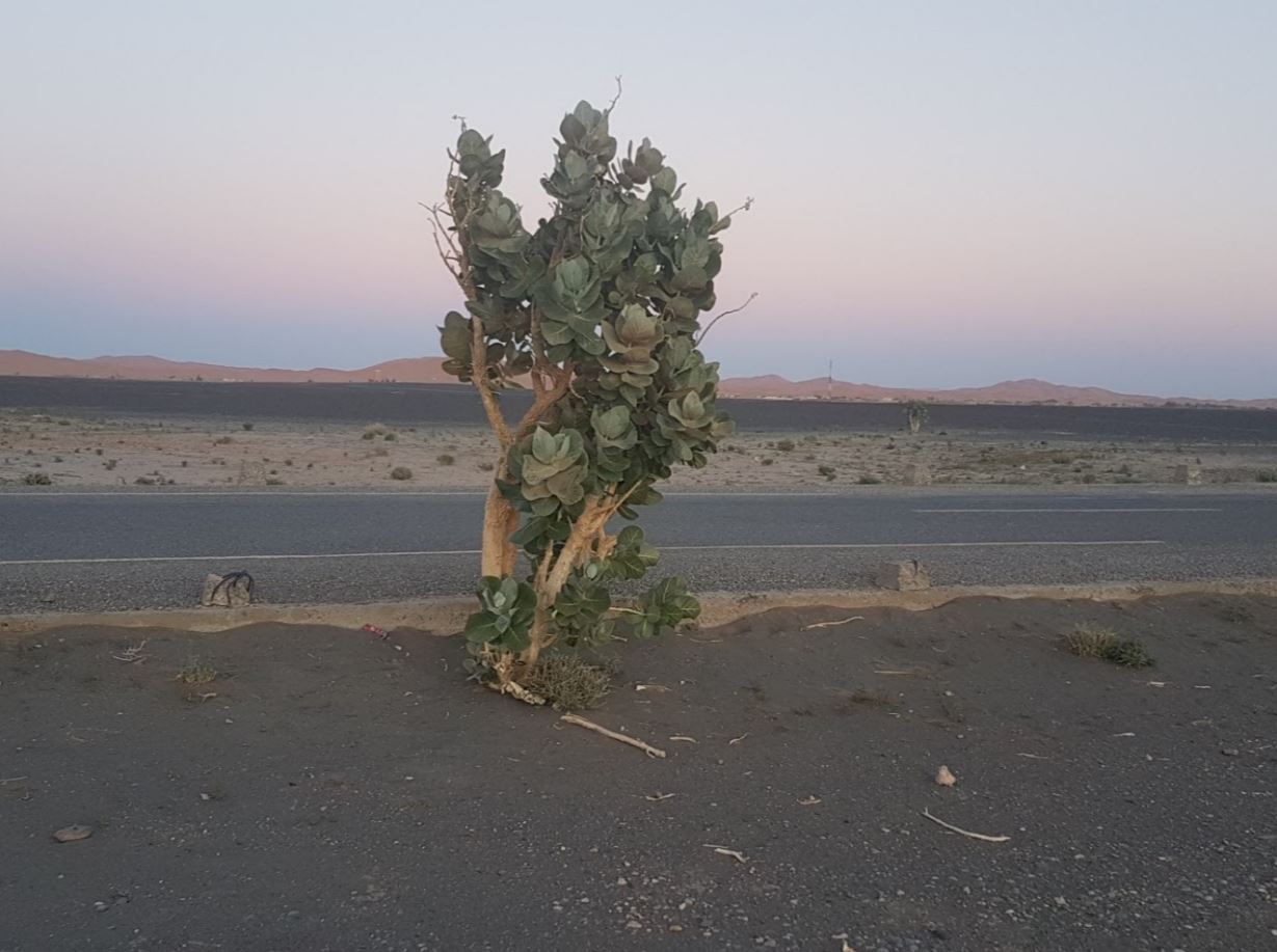 Plant.JPG