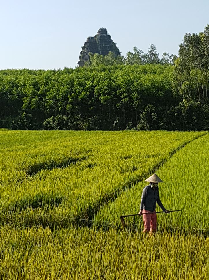 Ricefield CHam