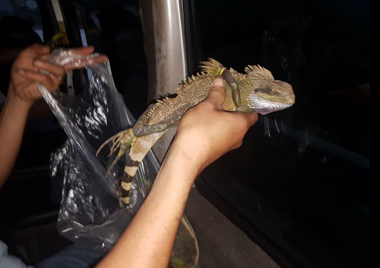 Cameleon.JPG