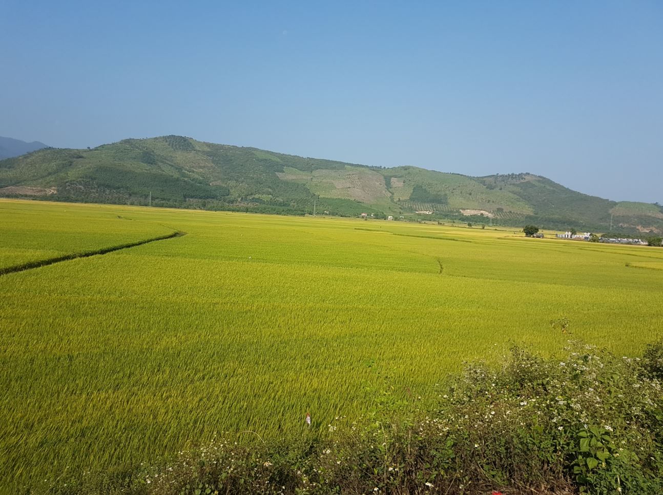 Green.JPG