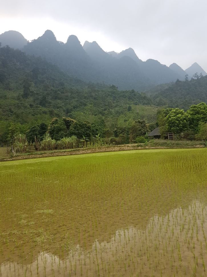 Rice Fields