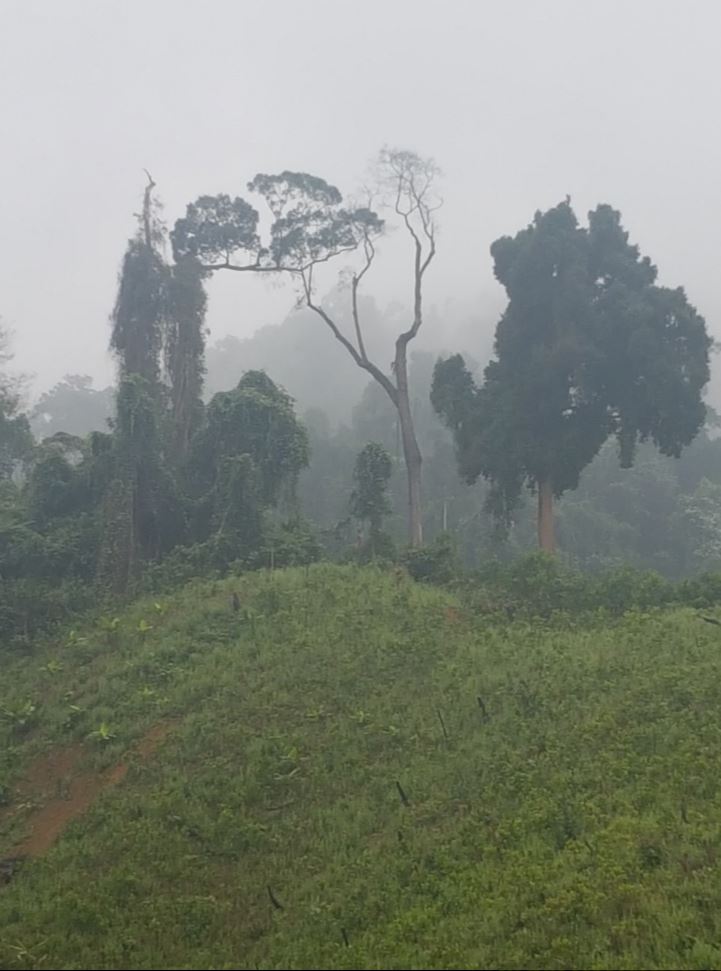 Trees