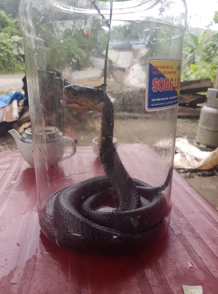 Snake