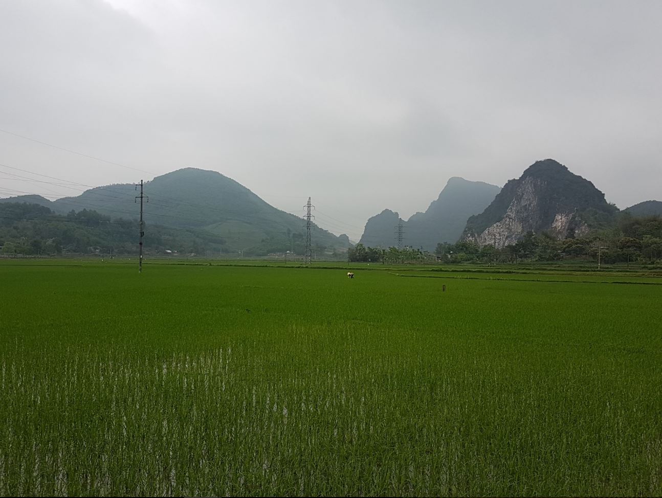 More rice