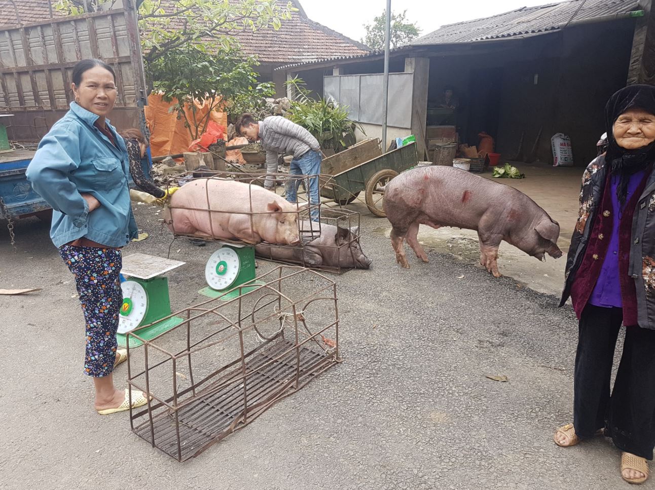 Pigs