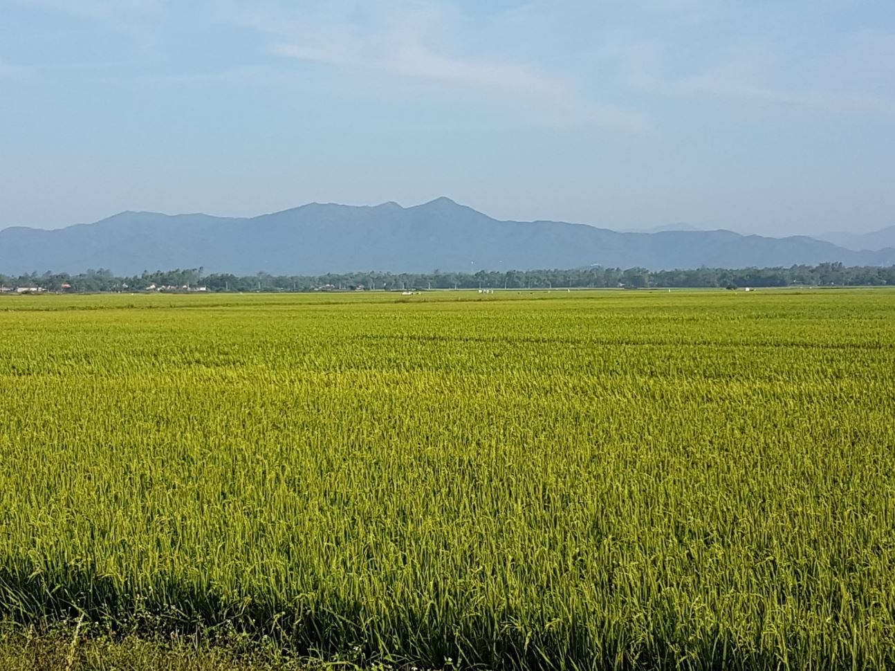 Ricefields44