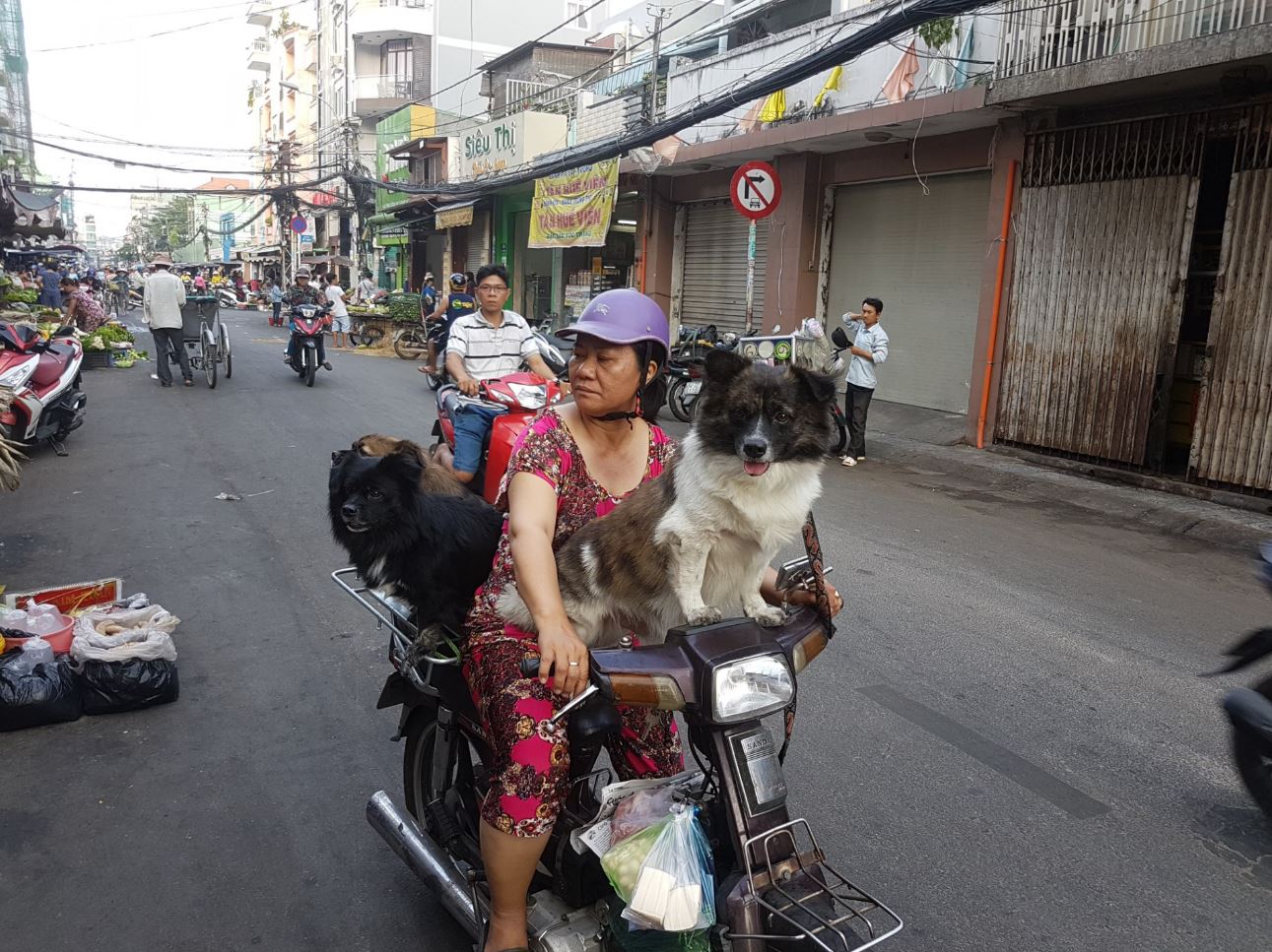Dogs