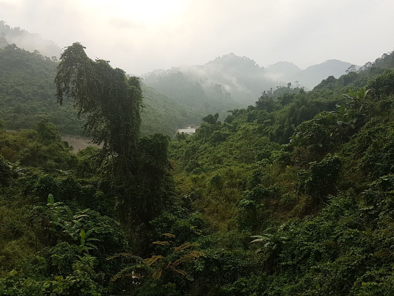 More Jungle2