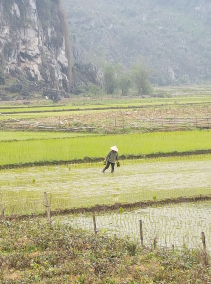Rice field.PNG