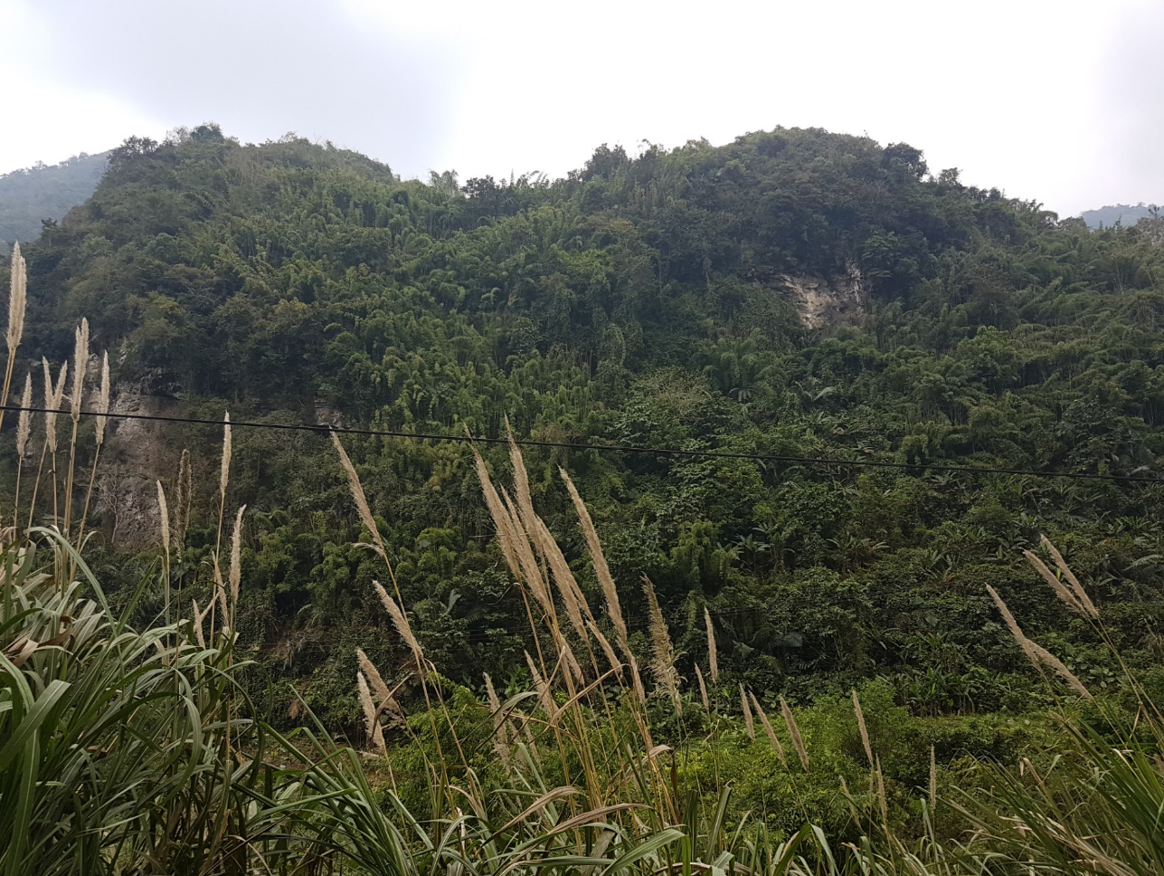 Vegetation.PNG