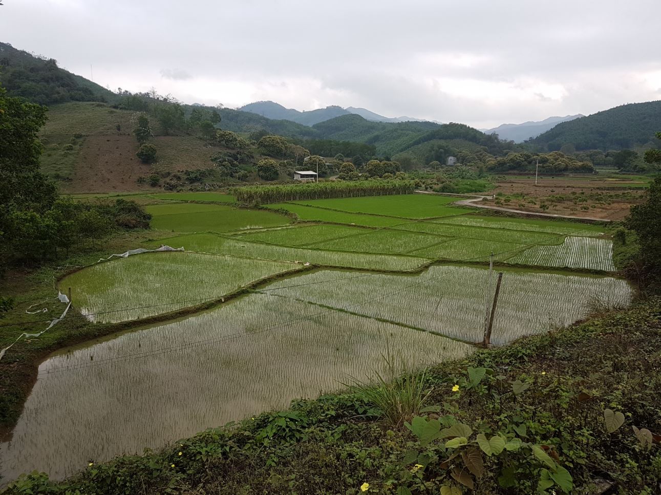 Rice