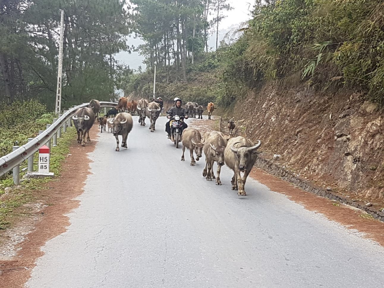 Muuu