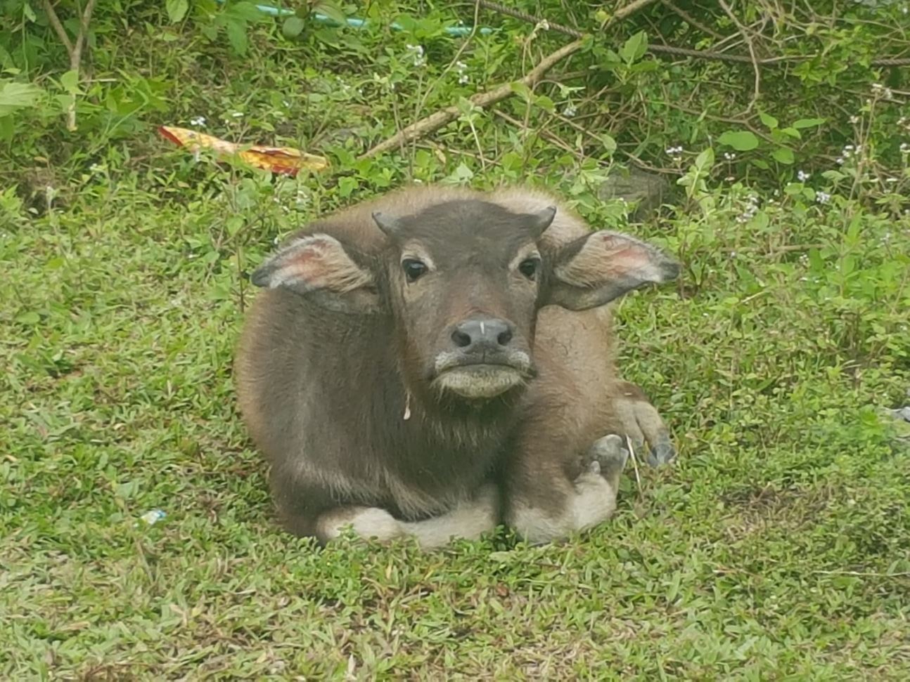 Cow