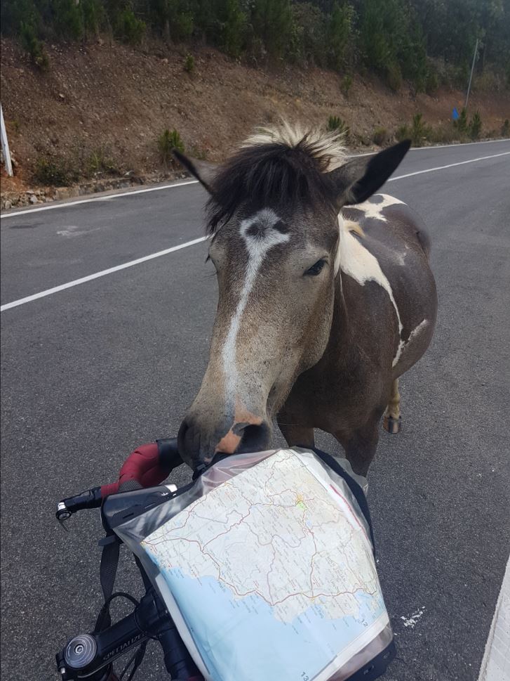 Horse1