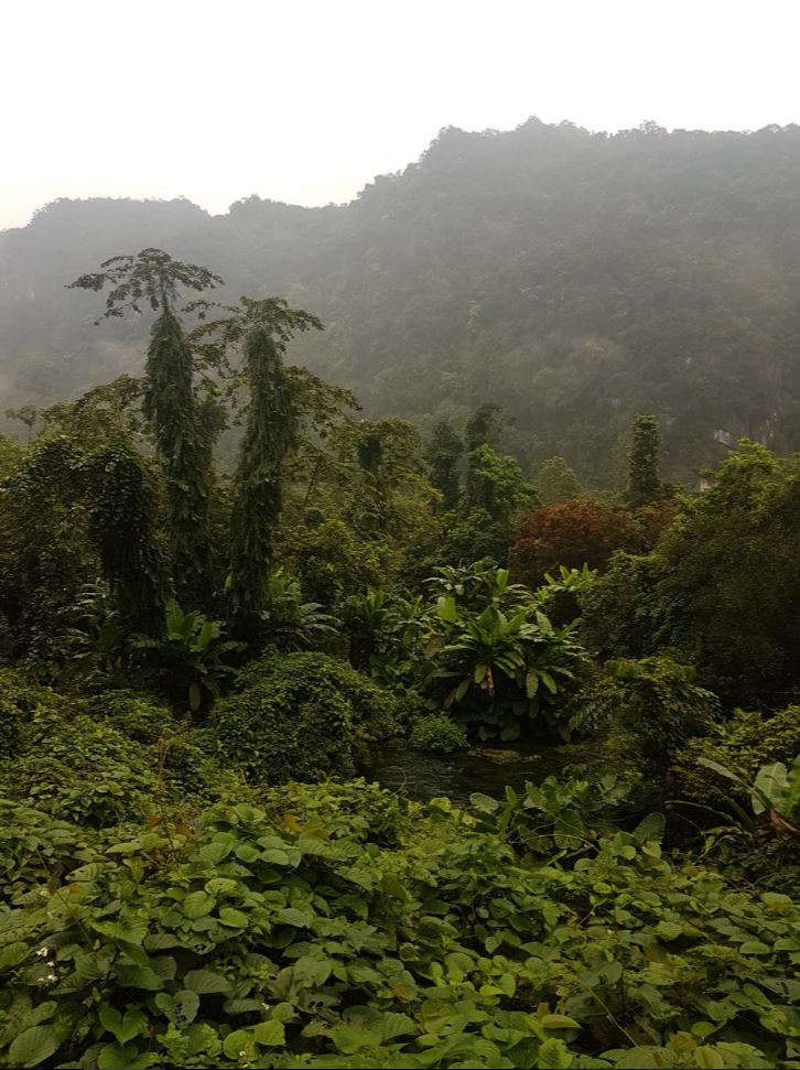 Jungle
