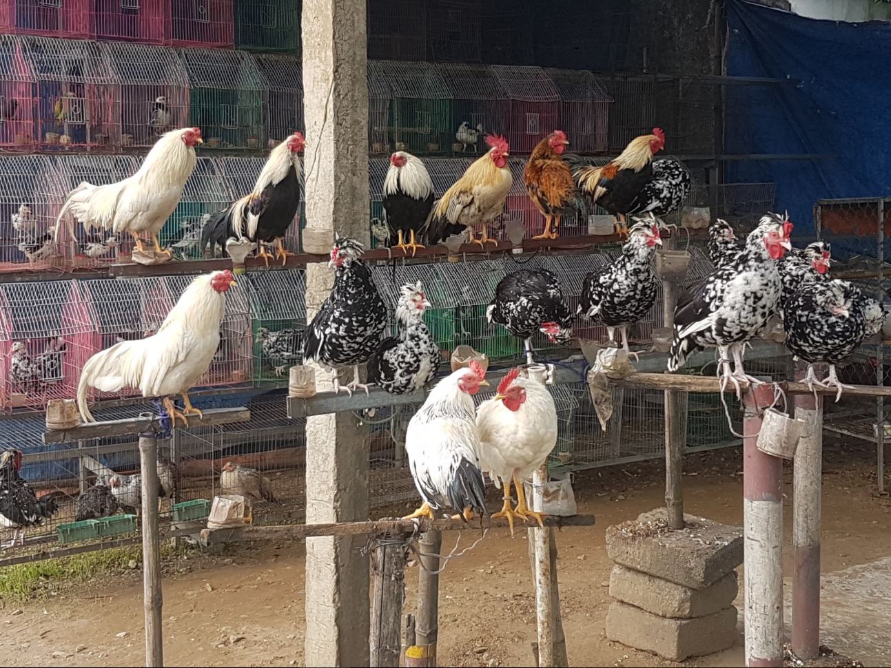 Chicks for sale