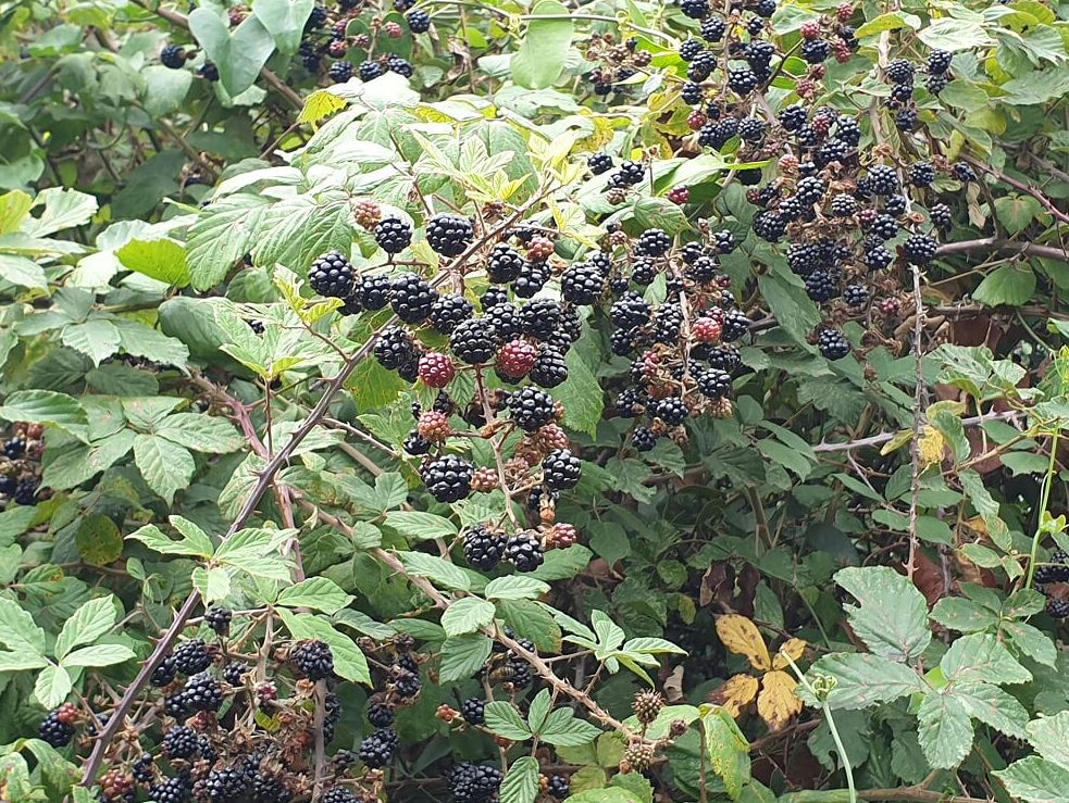 2e9c7-berries.jpg