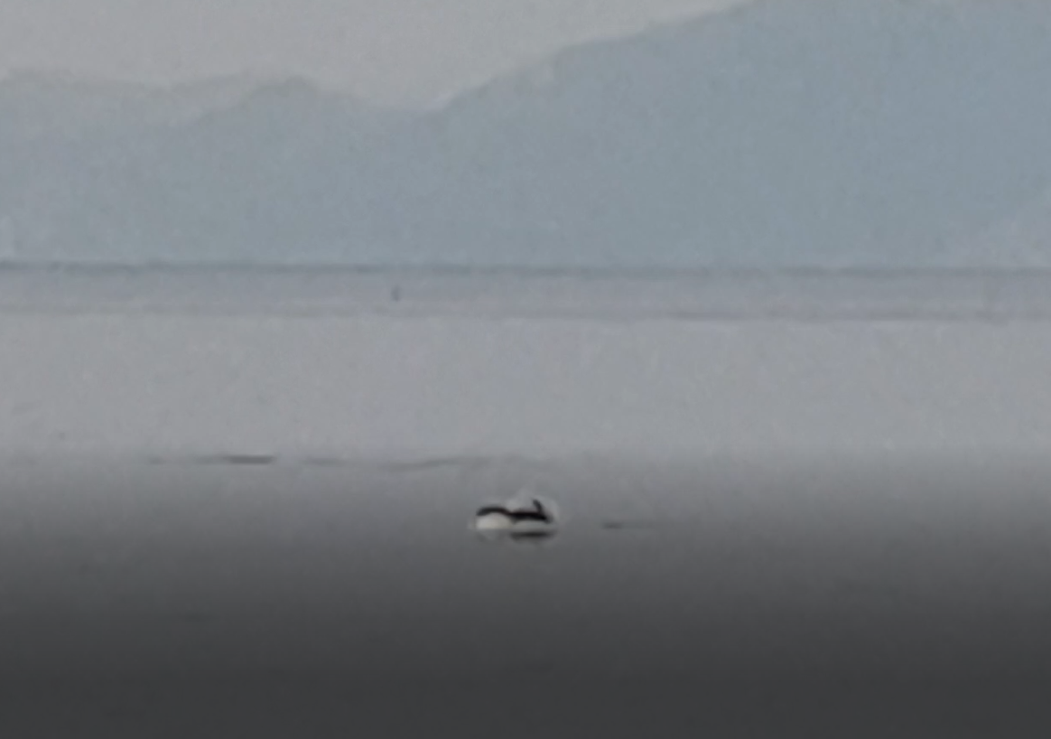 58bf9-dolphin.png