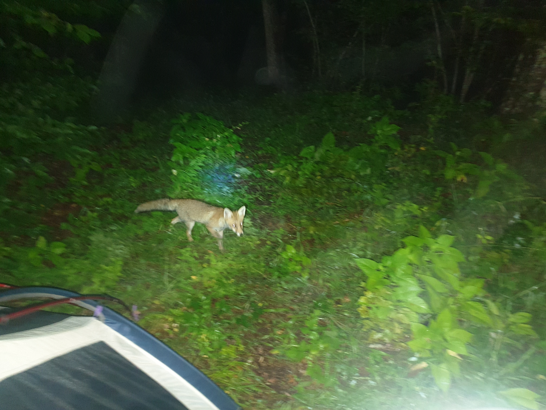 c3227-fox.png