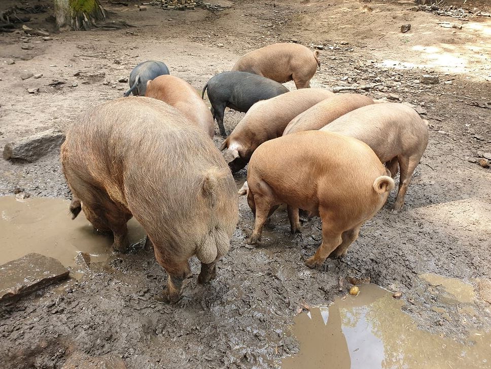 e2827-pigs.jpg