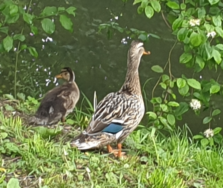 e43aa-ducks.png