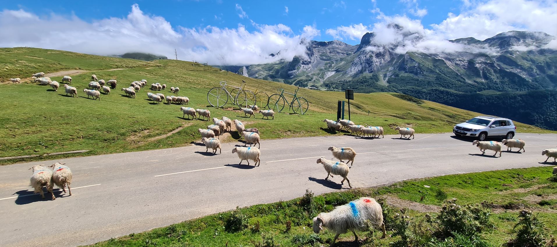 13976-sheeep-and-bikes.jpg