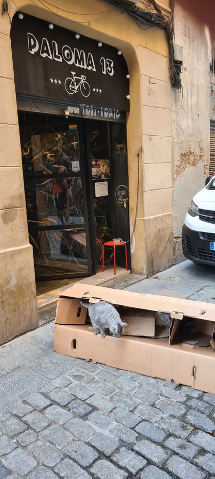 Not a black, but a grey cat makes its way in the bike box in front of Paloma 13