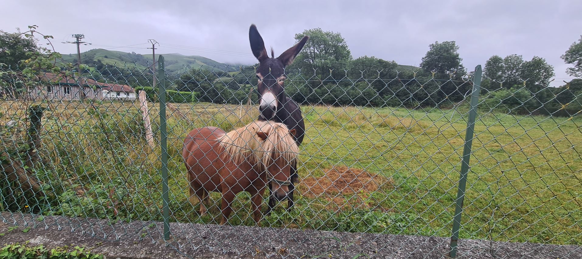 Some more animals