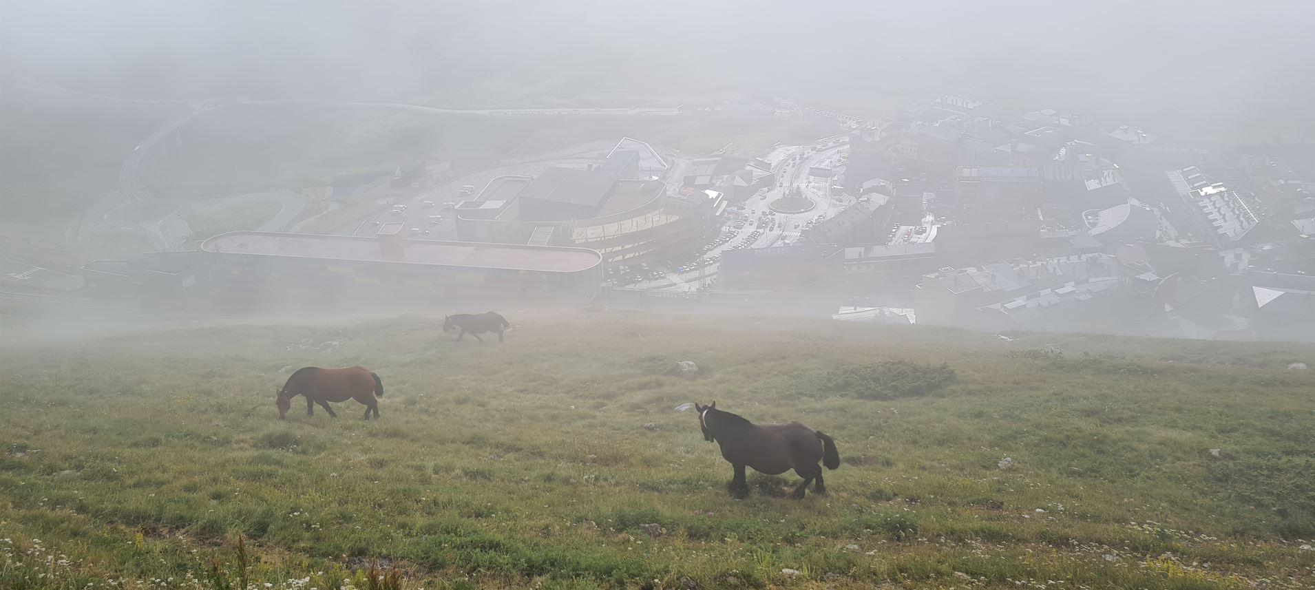 Horses gazing above town