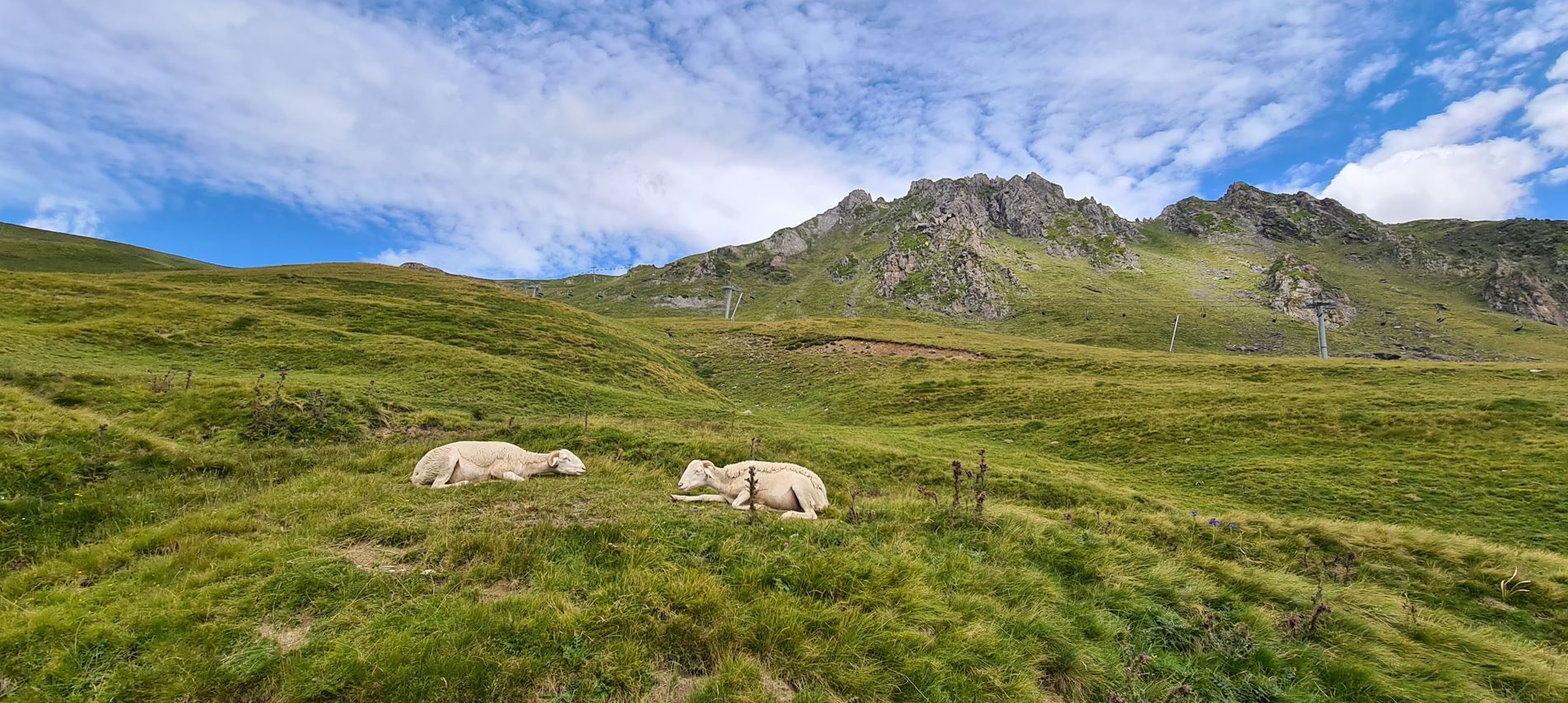 5911d-sheep.jpg