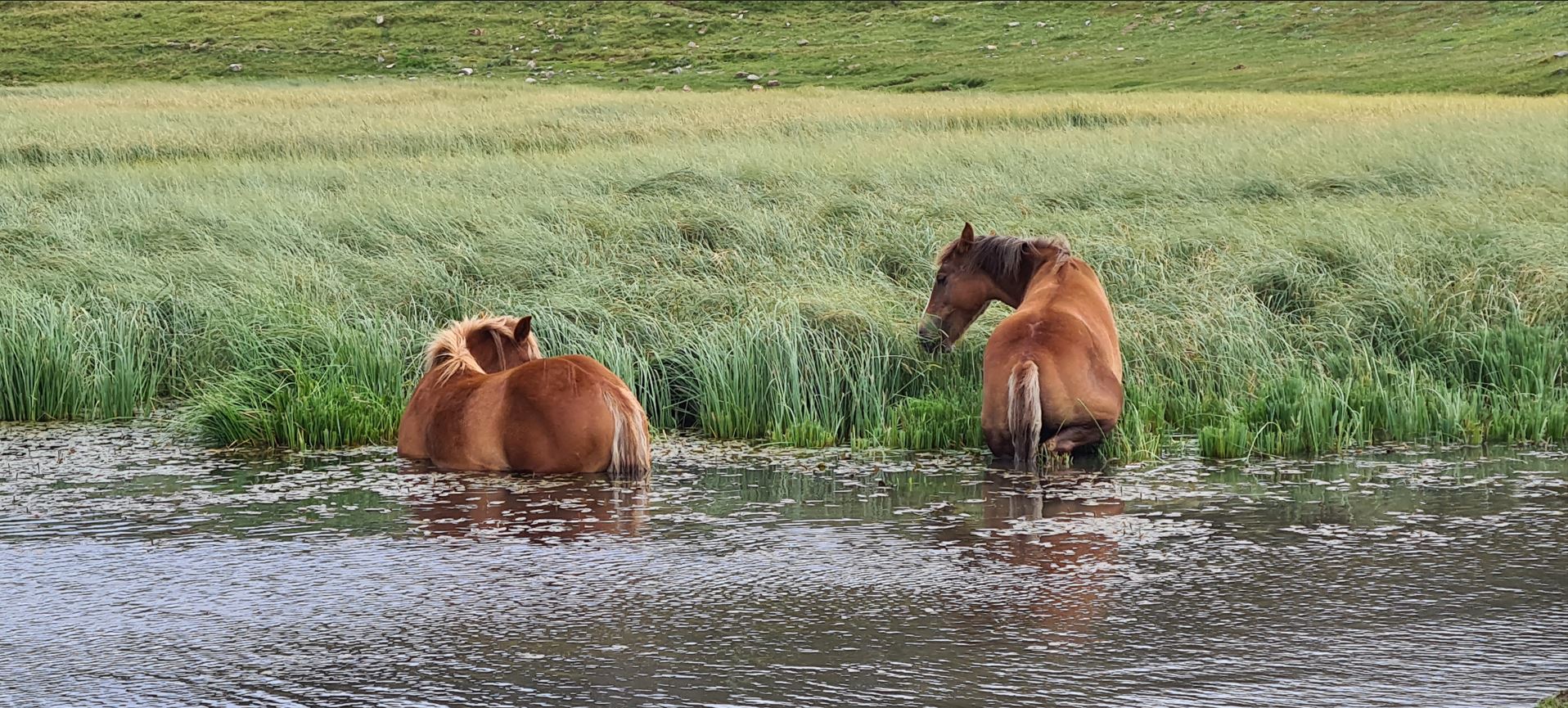 adb91-more-horses.jpg