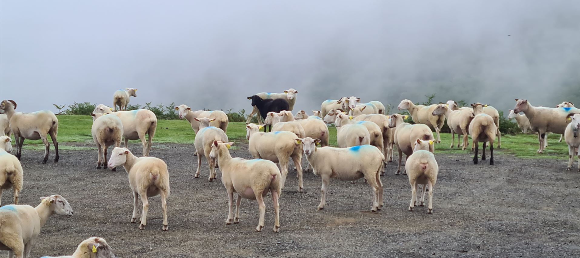 c1e69-black-sheep.jpg