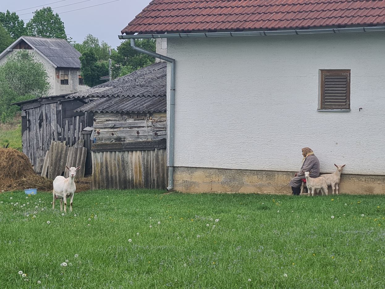 The old lady and her goats