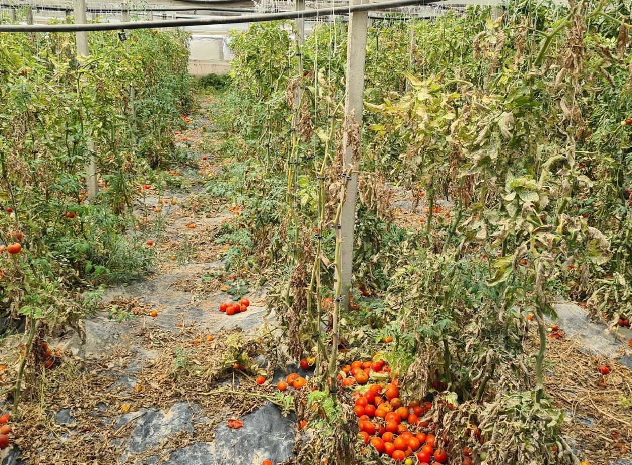 Many of the tomatoes were rotting