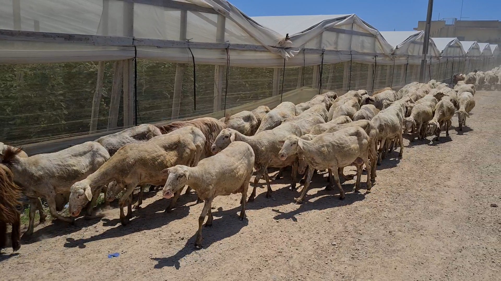 Sheep, tomatoes...100 meters from the beach