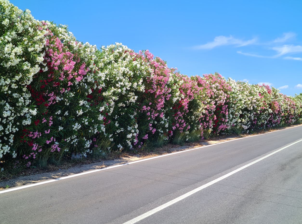 Flowerss by the 
