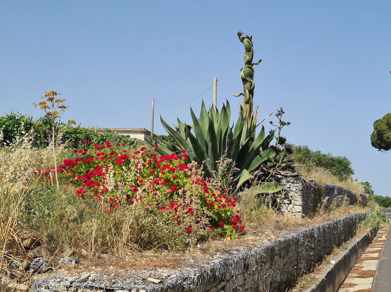 Cactus flowers