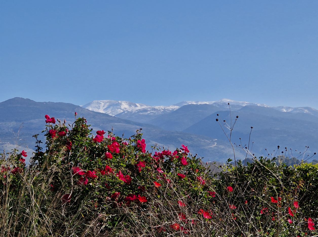 00e6c-nature-i-1.jpg